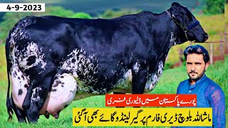 Girlando Cow For Sale In Pakistan  Baloch Dairy Farm  Cow Farm  Pk Janwar Mandi [upl. by Ilera]