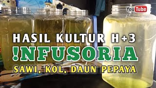 Hasil Kultur Infusoria hari Ke3️⃣  Media Sayur Kol✅Sawi☑️Daun Pepaya🌿 [upl. by Matthew]