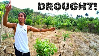 Permaculture at Tao Farm A Walking Tour Philippines Eps5 [upl. by Octavla]