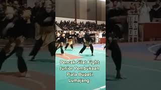 Pencak Silat Fight Junior Pembukaan Piala Bupati Lumajang 2024 dennywewey9649 [upl. by Tehr764]