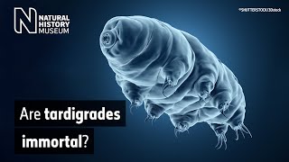 What is a tardigrade and what makes them so tough  Natural History Museum [upl. by Nananne501]