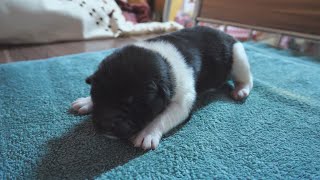 3 days old American Akita Puppies [upl. by Yorle228]