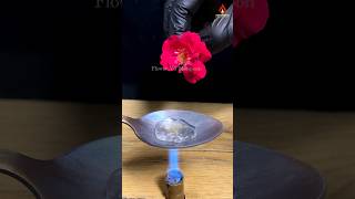 Flowers  Water VS Hotspoon 😱 hotspoon experiment science satisfyingvideo usa🇺🇸 viralvideo [upl. by Stila]