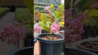 Medinilla plant floweringplant garden viralvideo medinilla plant [upl. by Yddur]