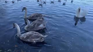 New swan family arrives witness swan politics in action at Tongwell Lake [upl. by Lay111]