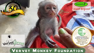 quotHeartwarming Meet amp Greet Baby Monkeys First Playdate on the Road to Foster Moms 🐒 [upl. by Octavie614]