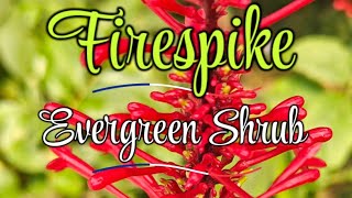 Firespike Odontonema cuspidatum Scarlet firespike Cardinal spear [upl. by Sedecrem428]