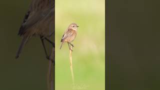 Stonechat birds wildbirdphotography photographer stonechat birdsofinstagram wildphotography [upl. by Tobie]