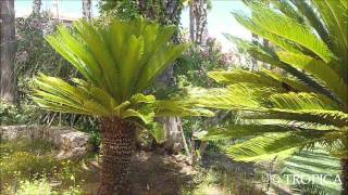 Cycas revoluta 12331 [upl. by Urba]