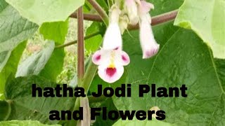 Live हत्था जोड़ी का पौधा hatha Jodi Plant Flower And Fruit how to grow hatha jodi plant at home [upl. by Eisseb]