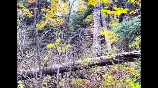 PO’d Mountain Bigfoot Warns Hunter In Blind  Video By Sonny Vator [upl. by Hildagarde]