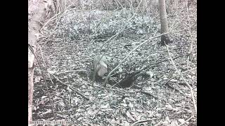 Japanese Raccoon Dog Sneaks into the Vacant Burrow of Japanese Badger in Early Winter [upl. by Arateehc]