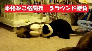 家猫修行中～ 猫格闘技 ５ラウンド勝負、さぁ判定はどっち？！ [upl. by Akelam]