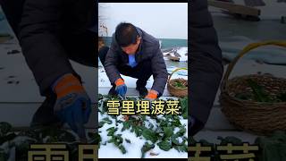 Spinach buried in the snow is coldresistant and resistant to moss mysmallvegetablegarden backyard [upl. by Ailemac962]