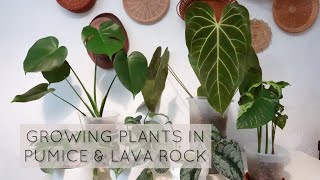 Growing plants in PUMICE and LAVA ROCK [upl. by Alyahsal964]