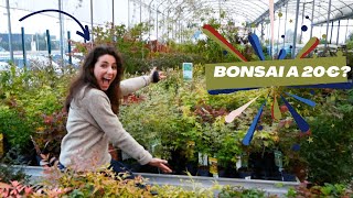 Quanti BONSAI riesco a COMPRARE con 20€ [upl. by Ynaffets20]