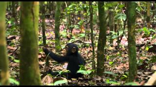 Disneynature  SCHIMPANSEN  Offizieller Trailer [upl. by Harrington430]