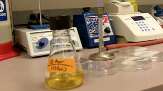 How to Pour Agar Plates [upl. by Sackville]