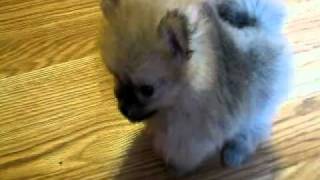 7 Week Old Pomeranian Puppy [upl. by Acissej]