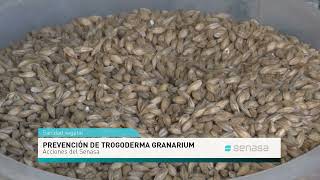 Prevención de la plaga Trogoderma granarium [upl. by Everrs]