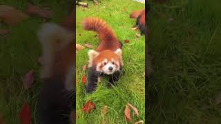 WOW adorable red panda🍼🍼🍼 amsr foryou ailurusfulgens redpanda fpy zoo cute [upl. by Laicram]