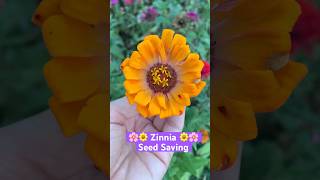 🌼Zinnia Seed Saving shorts zinnia seedsaving garden homestead appalachiashomesteadwithpatara [upl. by Russel]