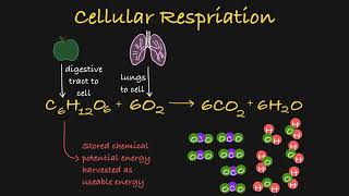 Cellular Respiration Explained Simplified [upl. by Hafirahs]