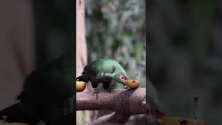 Schalow’s Turaco feeding 🍎 birds aviary chesterzoo [upl. by Arakaj]