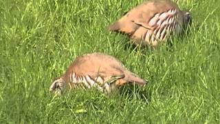 Redlegged Partridge at Treraven Meadows [upl. by Brebner918]