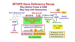 Methyl Folate Deficiency and Depression [upl. by Viens]