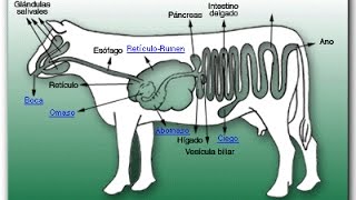 Cómo funciona el sistema digestivo de los Rumiantes  TvAgro por Juan Gonzalo Angel [upl. by Namajneb425]