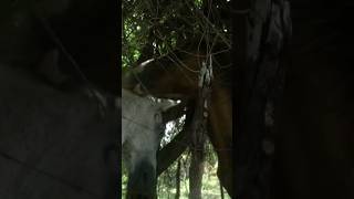 two horses nuzzling each other shorts ytshorts shortsvideo youtubeshorts [upl. by Mears]