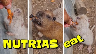 Feeding NUTRIA RATS with Carrots 🦫 [upl. by Dimphia]