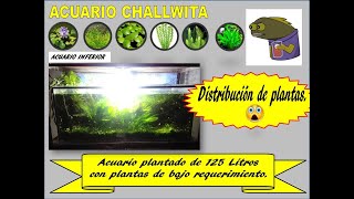 ACUARIO DE 125 LT CON PLANTAS DE BAJO REQUERIMIENTO  DISTRIBUCION DE LAS PLANTAS EN EL ACUARIO  2 [upl. by Vaclav980]