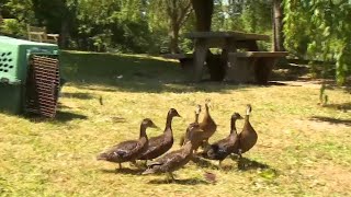 New home for rescued ducks in Blacksburg [upl. by Anole]