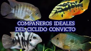 Peces compatibles con el ciclido convicto  se puede [upl. by Nosirrag]