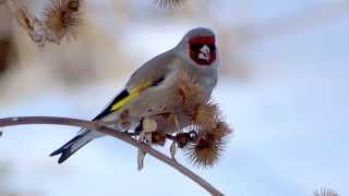 Greyheaded Goldfinch  Седоголовый щегол  Carduelis caniceps [upl. by Joete401]