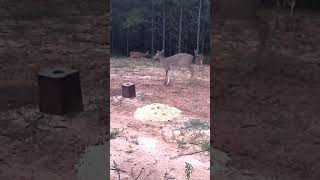 4 Whitetail DeerDoes At Sunset Trail Camera [upl. by Aehc]