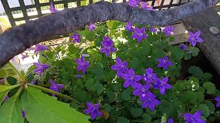 Campanula Portenschlagiana [upl. by Hna]