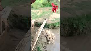 SelfMade Wooden Sluice Gate Diverting Water Flow Easily [upl. by Bernete898]