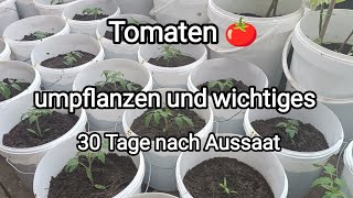 Tomaten 🍅 umpflanzen und wichtiges 30 Tage nach Aussaat [upl. by Hnahym]