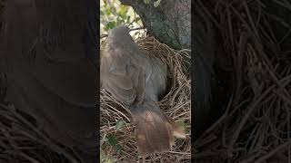 babbler bird out from nest shorts [upl. by Aleyam]