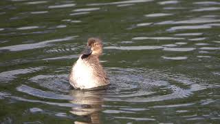 Tufted ducklings diving and preening [upl. by Lledualc]