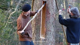 ZEIDLER  Tree Beekeeping Workshop in Augustow  Poland [upl. by Isle519]