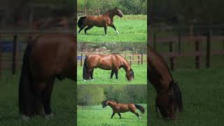 Tañido Buenazo  Reservado Gran Campeón de Palermo Gran Campeón del Prado caballoscriollos [upl. by Kcireddor]