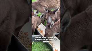 A Day at Melbourne Zoo  Exploring Australias Iconic Wildlife [upl. by Notgnilliw]