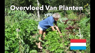 Overvloed Van Planten  Philip Forrer  verhoogde tuinbedden [upl. by Ion]