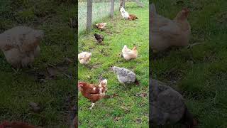 My chickens morning routine chicken youtubeshorts farmer 9 [upl. by Zahavi]