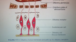 Olfactory Pathway Medical Physiology First Yearlectureolfactorypathwayphysiologytrendingshortsyt [upl. by Stodder]