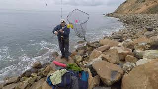 Catching Opaleye at Palos Verdes 152019 [upl. by Nnilsia]